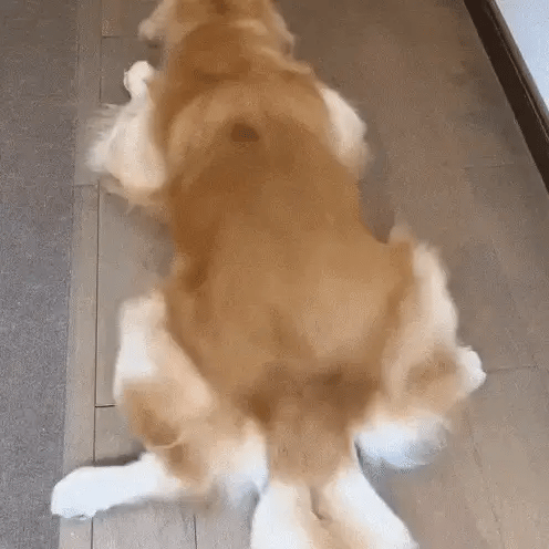 PawPerfect Pro™